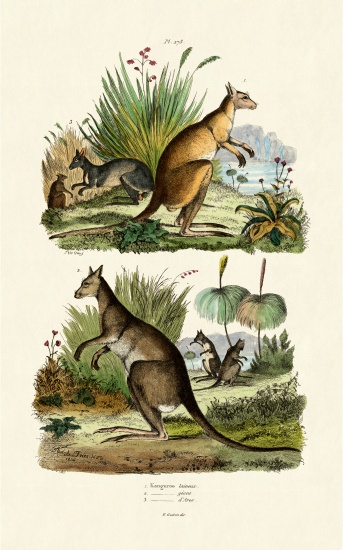 Kangaroos de French School, (19th century)
