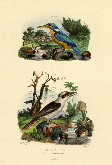Kingfisher de French School, (19th century)