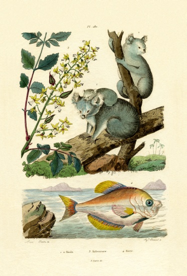 Koala de French School, (19th century)