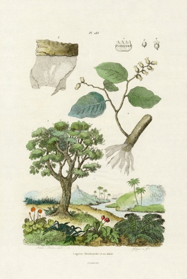 Lacebark Tree de French School, (19th century)