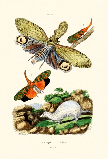 Lanternfly de French School, (19th century)