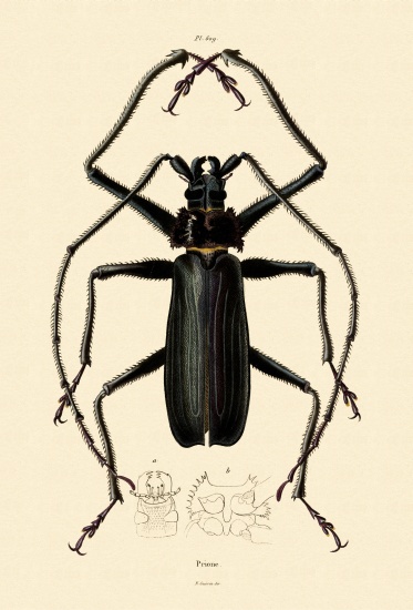 Long-horned Beetle de French School, (19th century)