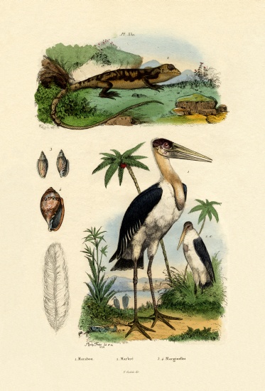 Marabou Stork de French School, (19th century)