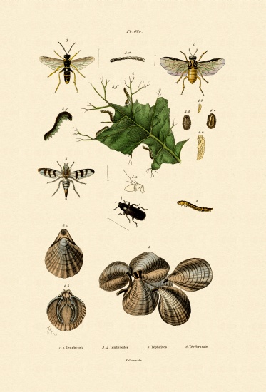 Mealworm Beetle de French School, (19th century)