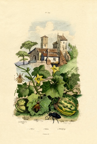 Melon de French School, (19th century)