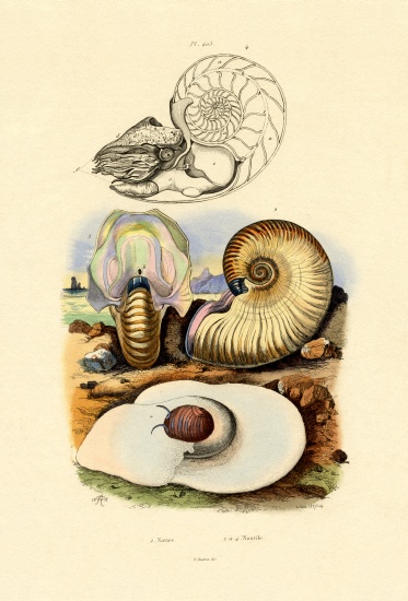 Moon Snail de French School, (19th century)