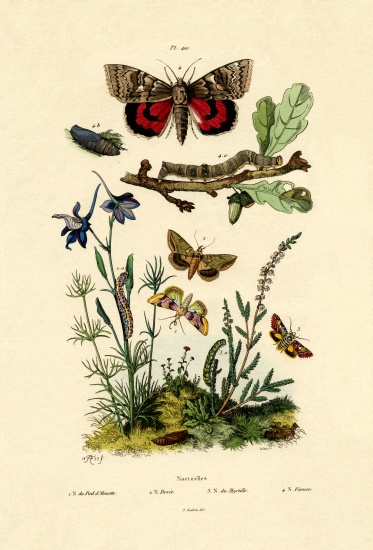 Moths de French School, (19th century)