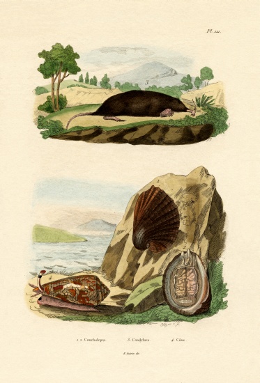 Native Mollusk de French School, (19th century)