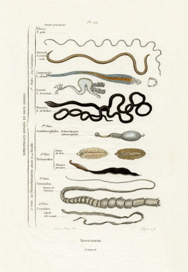 Parasites de French School, (19th century)