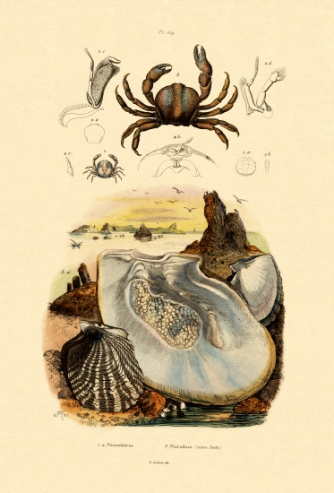 Pea Crab de French School, (19th century)