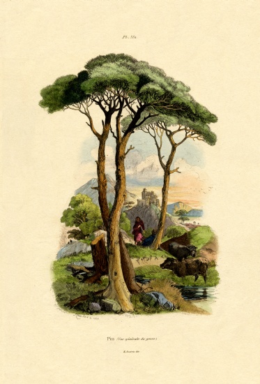 Pine Tree de French School, (19th century)