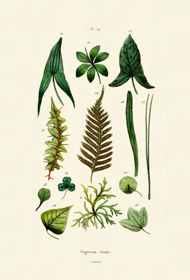 Plants de French School, (19th century)