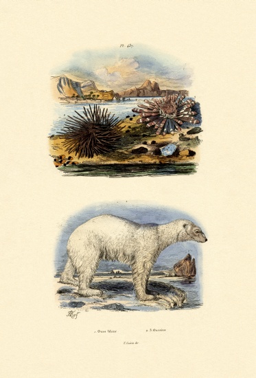 Polar Bear de French School, (19th century)