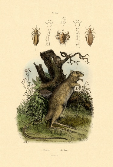Rat-kangaroo de French School, (19th century)