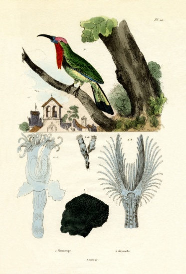 Red-bearded Bee-eater de French School, (19th century)