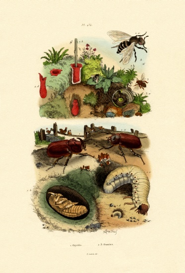 Rhinocerus Beetle de French School, (19th century)