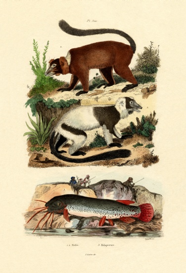Ring-tailed Lemurs de French School, (19th century)