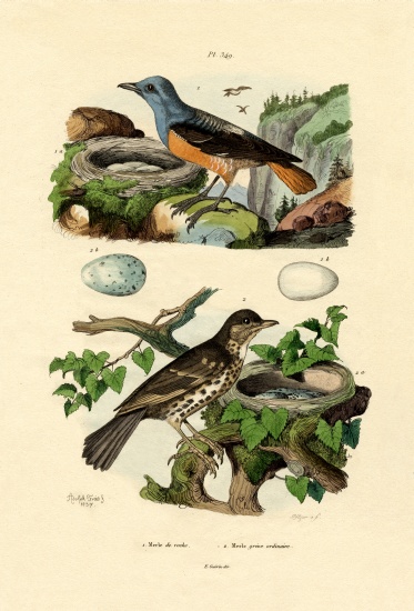 Roufus-tailed Rock-thrush de French School, (19th century)