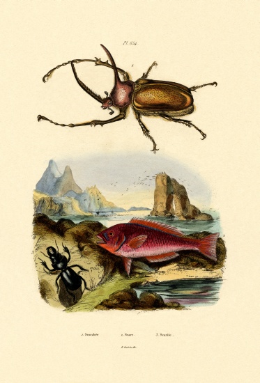 Scarab Beetle de French School, (19th century)
