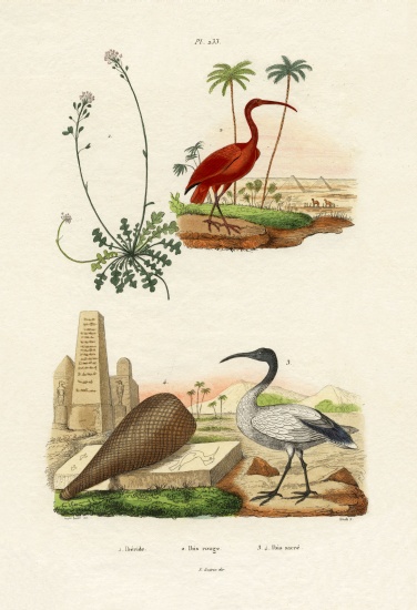 Scarlet Ibis de French School, (19th century)