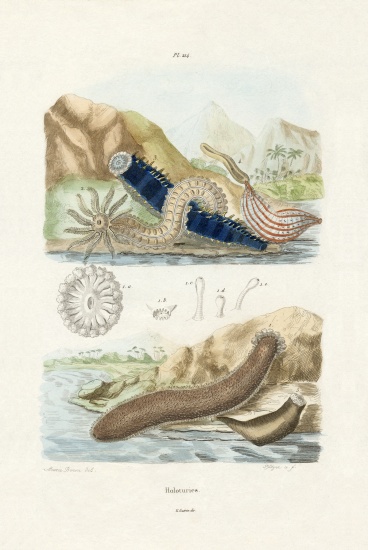 Sea Cucumbers de French School, (19th century)