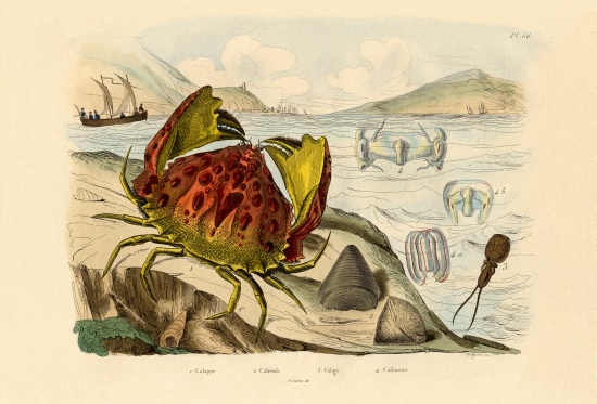 Shamefaced Crab de French School, (19th century)