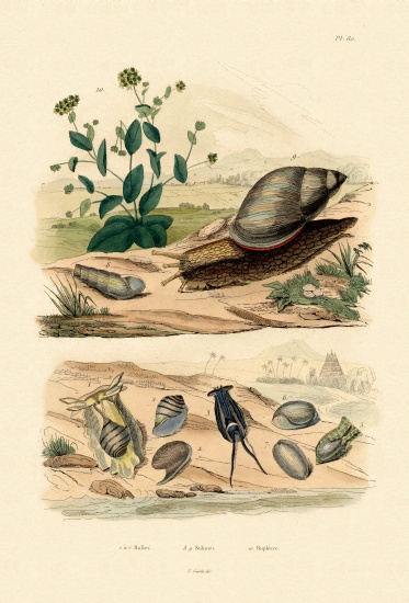 Shells de French School, (19th century)