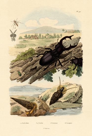 Stag Beetle de French School, (19th century)