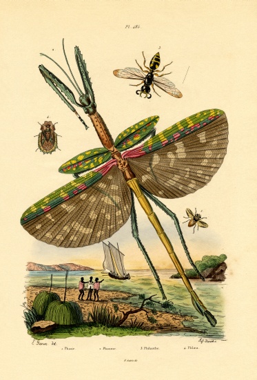 Tachinid Fly de French School, (19th century)
