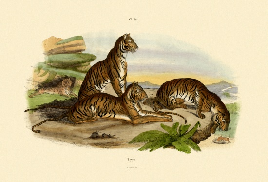 Tigers de French School, (19th century)