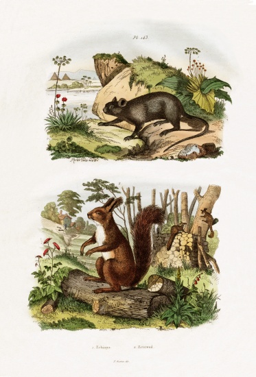 Tree Rat de French School, (19th century)