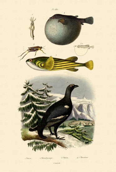 Wood Grouse de French School, (19th century)