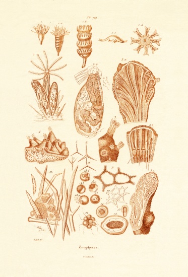 Zoophytes de French School, (19th century)
