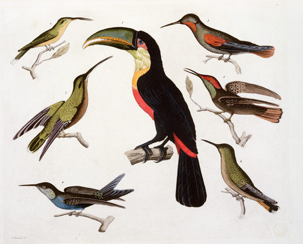 Native birds, including the Toucan (centre), Amazon, Brazil, from 'Le Costume Ancien et Moderne', Vo de Friedrich Alexander, Baron von Humboldt