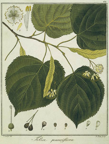 Linde (Tilia pauciflora)/Radierung Haas de Friedrich Guimpel
