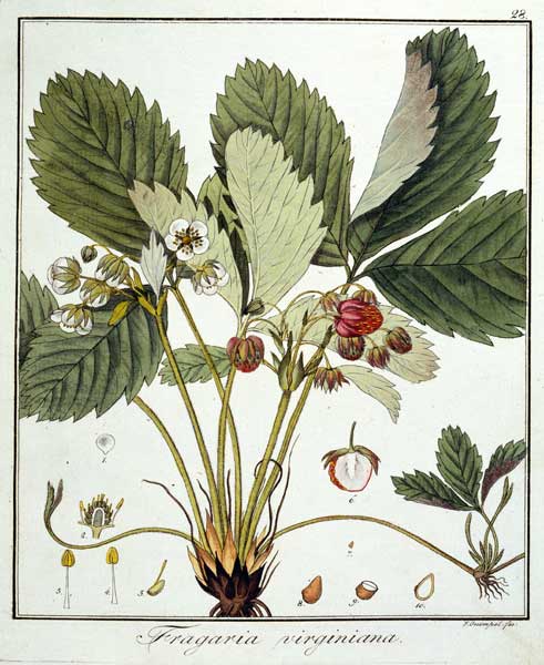 Strawberry / Guimpel / Etching / 1816 de Friedrich Guimpel