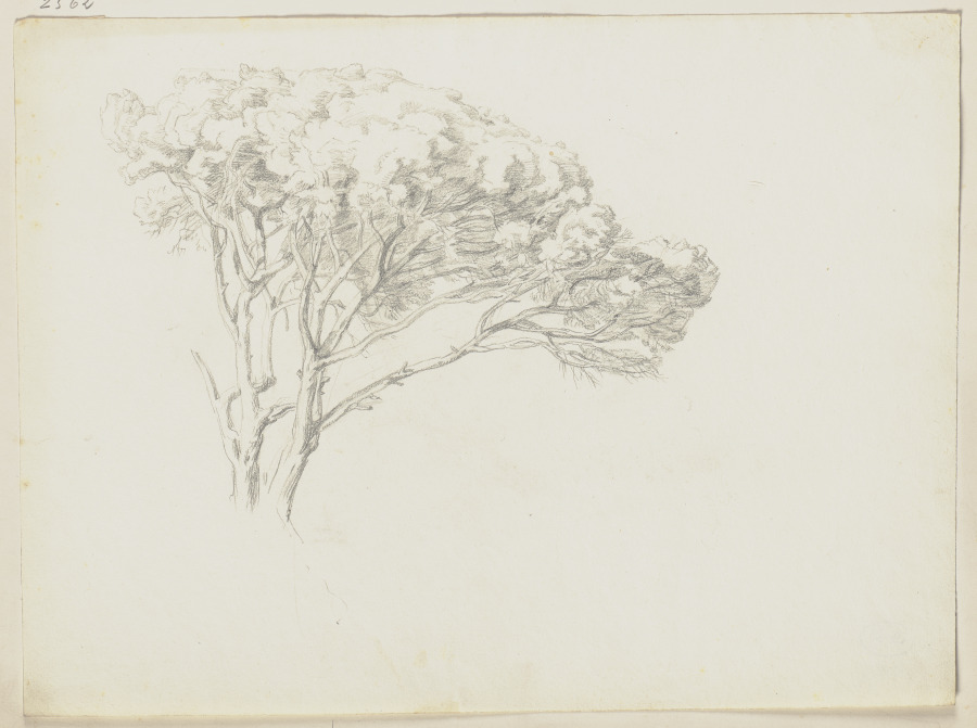 Tree de Friedrich Metz