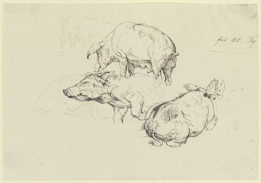 Three pigs de Friedrich Nerly