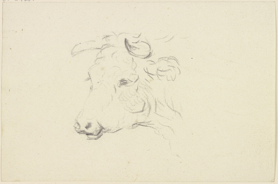 Cattle head to the left de Friedrich Wilhelm Hirt