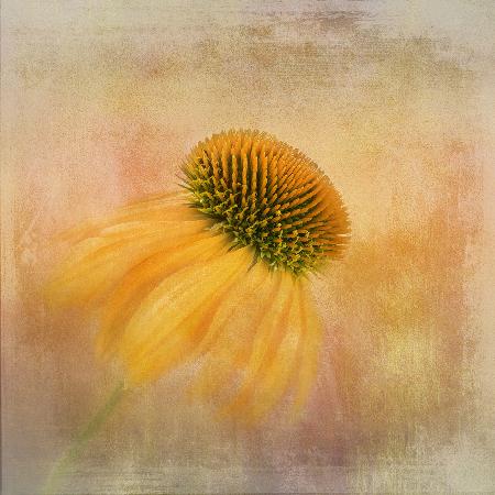 Echinacea in Yellow