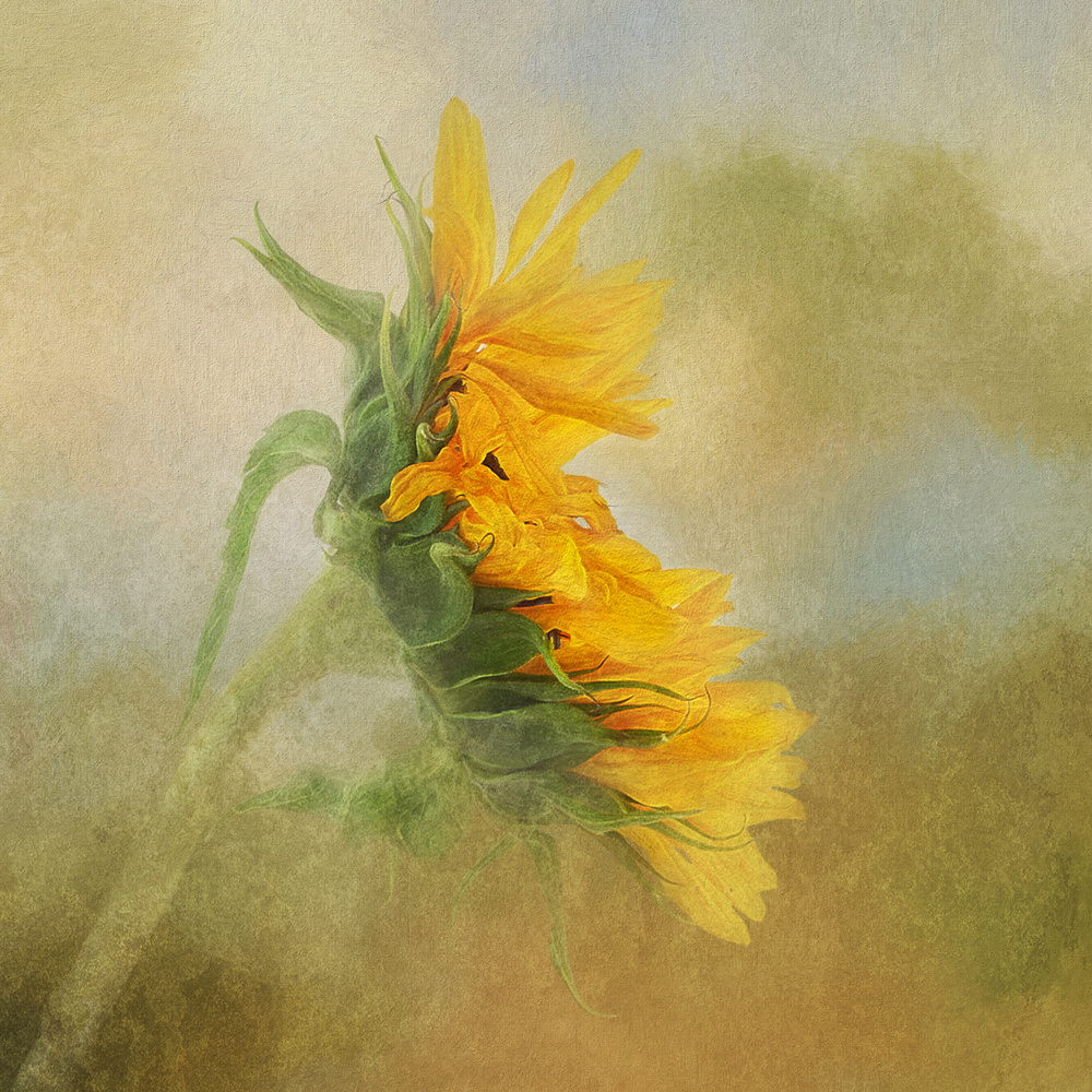 Fading Sunflower de Gaille Gray
