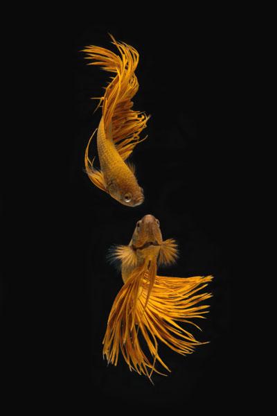 Historia de amor entre peces dorados