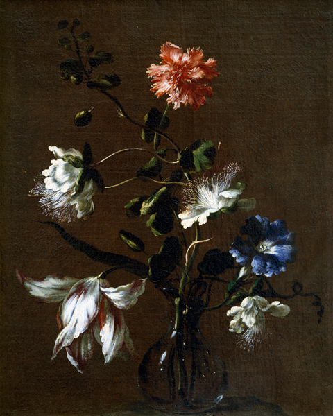 Still life of Caper Flowers, Carnations, Bindweed and Tulips de Gasparo Lopez