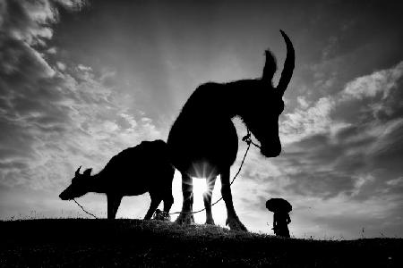 Herding Buffalos