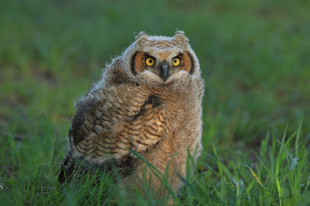 Great Horned Owl …Baby de Gavin Lam