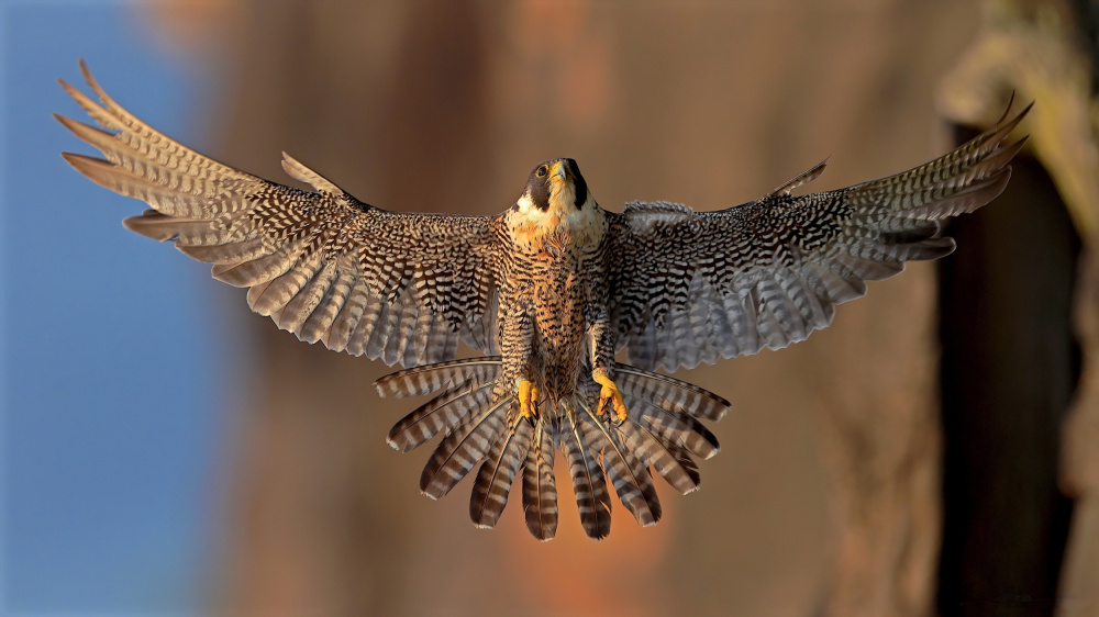 Peregrine Falcon de Gavin Lam