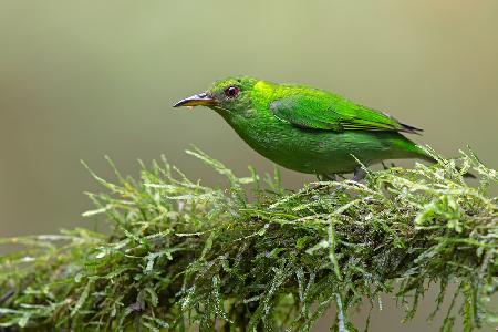 Green honeycreeper