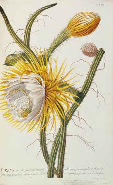 Cactus: Cereus from Trew's 'Plantae Selectae' 1750-73 de Georg Dionysius Ehret