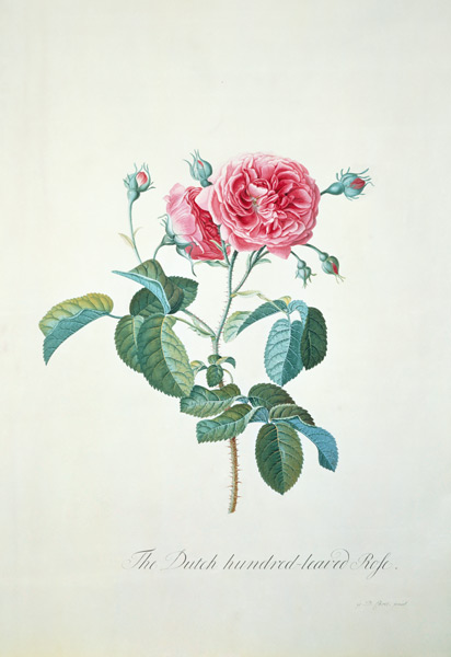 Rose: Dutch hundred-leaved Rose de Georg Dionysius Ehret