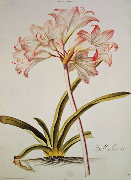Lily: Lilium belladonna, (pl.12) from Trew's Hortus Nitidissumus 1 de Georg Dionysius Ehret